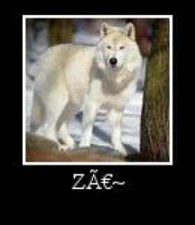 Loba