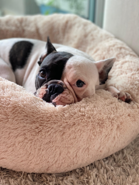 Lola - 5 anos