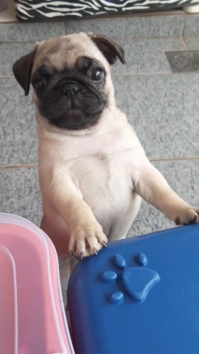 vitor