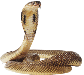 Cobra