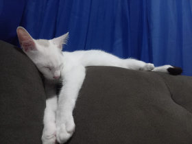 Bucci