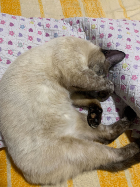 Amora