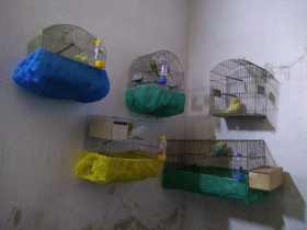 Periquitos e calopsita