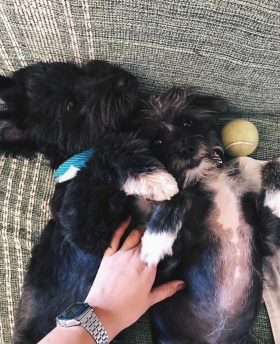 Rufus e Amora_ Larissa