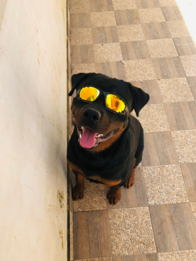 20º Boris