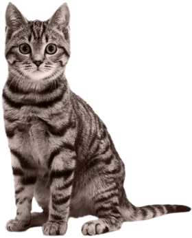 Gato