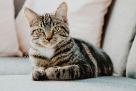 Gato