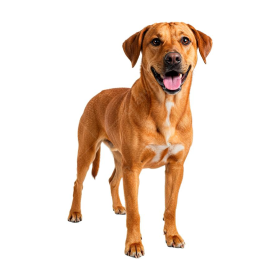 Cachorro                       Caramelo