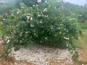 Roseira
