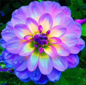 Flor