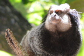 FAUNA NATIVA - CATEGORIA I