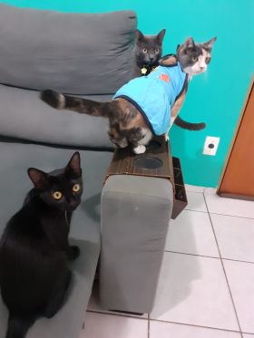 Nezuro, Muffine  e Aurora