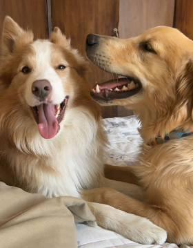 Apolo e Jake