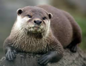 LONTRA