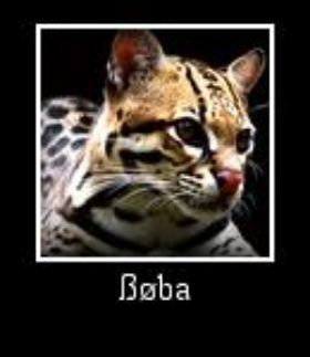 Jaguatirica