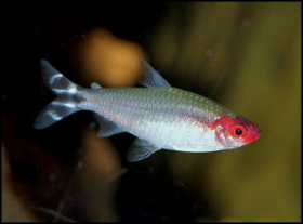 rodostomus