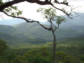Tema: Cerrado