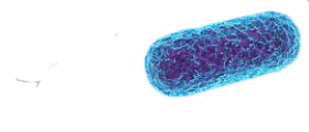 Bactérias