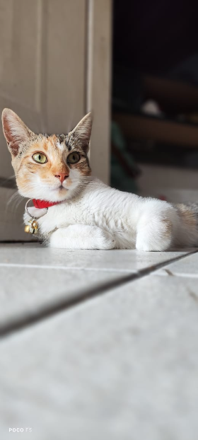 Kira
