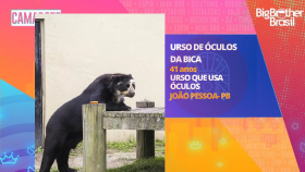 Urso de óculos