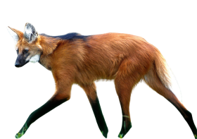 LOBO-GUARÁ