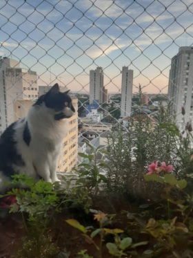 9º Nala