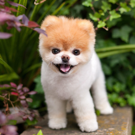 cachorro