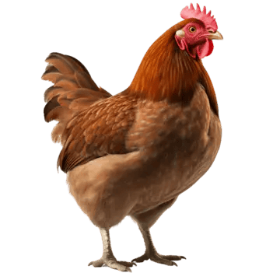 Galinha