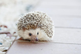 porco espinho