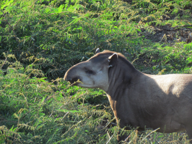 FAUNA NATIVA - CATEGORIA I