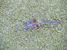 FAUNA NATIVA - CATEGORIA I