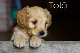 Totó