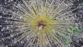 FLORA NATIVA - CATEGORIA II