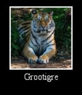 Tigre