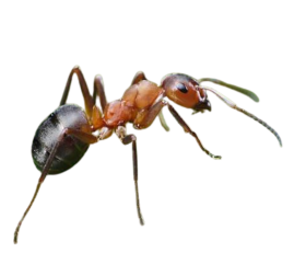 FORMIGA