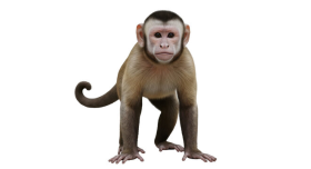 Macaco
