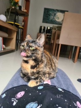 Petiti2