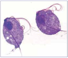 Protozoários