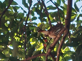 FAUNA NATIVA - CATEGORIA I