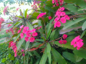 IMG-20210622-WA0008
