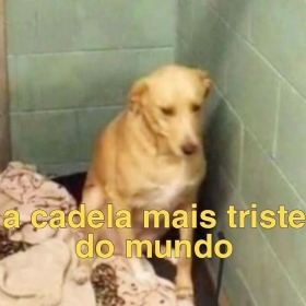 Ir de básica lascada (Anjo, Coelho.