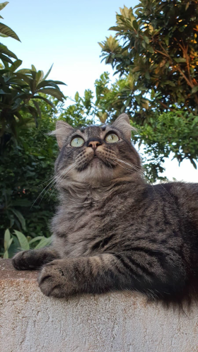 13º Lince