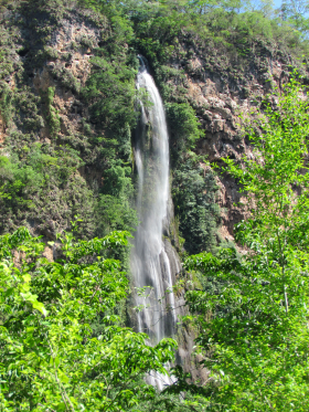 FLORA NATIVA - CATEGORIA II