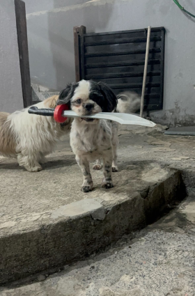 Pirata