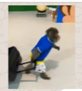 MACACO TURISTA
