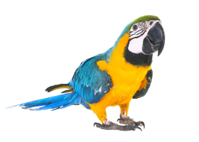 Arara azul
