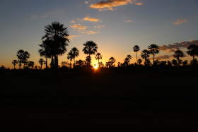 “As Carnaúbas reinando na paisagem da caatinga no Piauí"