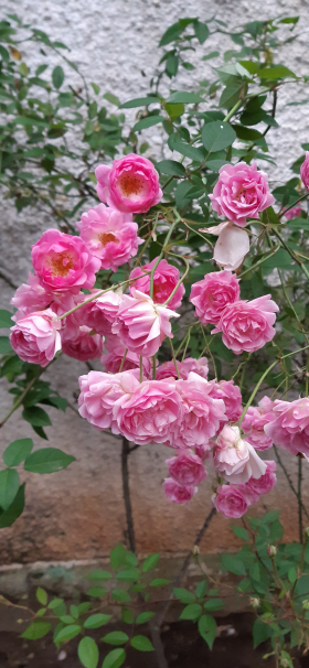 Rosas de primevera