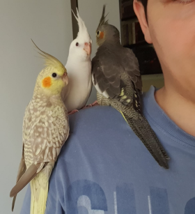 Azir, Anivia, Darius_Bruno Casimiro