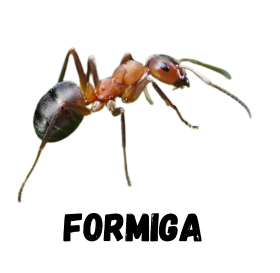 FORMIGA